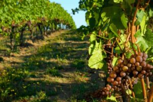 Descubra Bento Gonçalves, a capital do vinho no Brasil