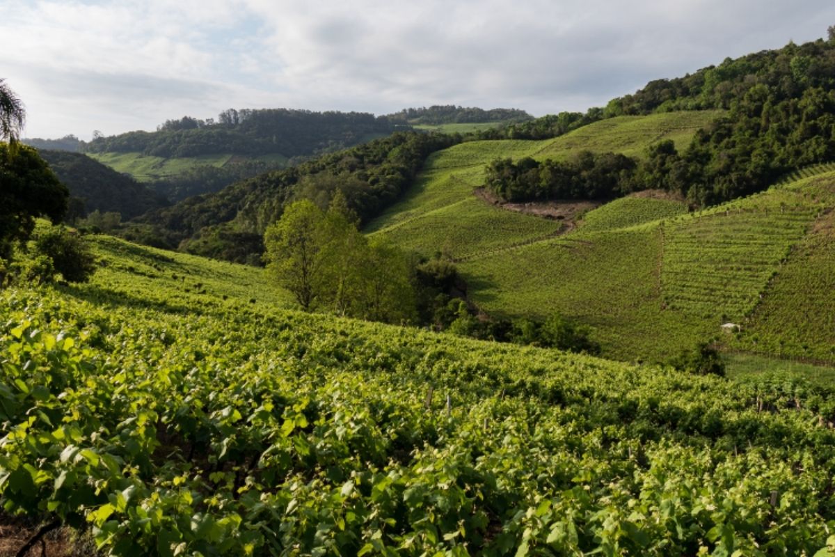 Descubra Bento Gonçalves, a capital do vinho no Brasil