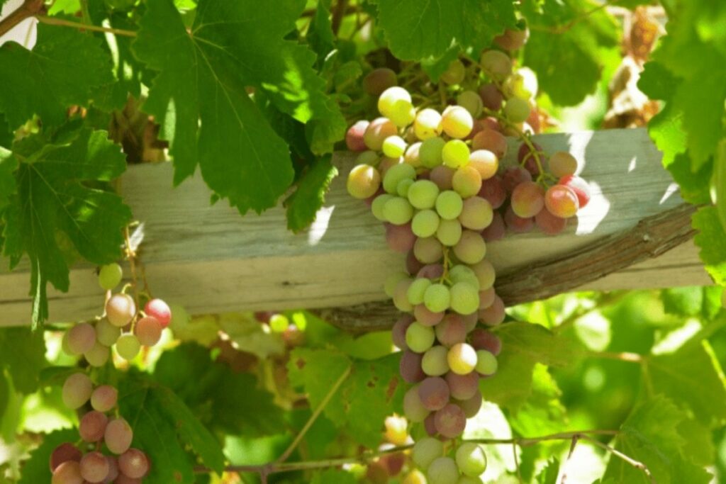 Uma Viagem Requintada de Vinhos no Chile - Descubra as Melhores Vinícolas e Destinos