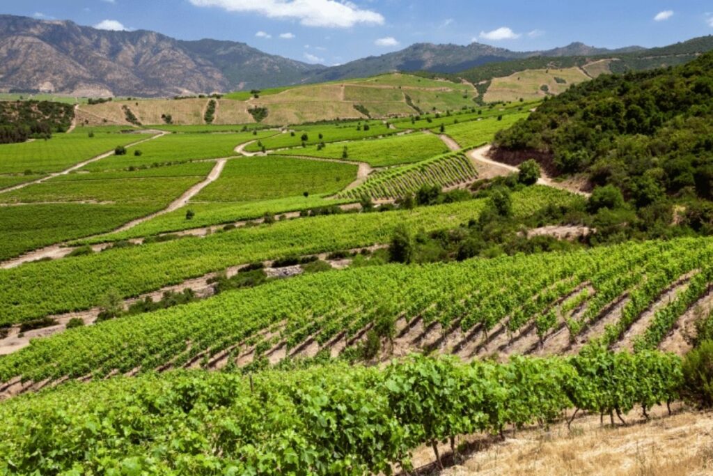 Uma Viagem Requintada de Vinhos no Chile - Descubra as Melhores Vinícolas e Destinos