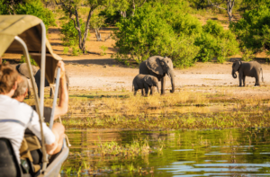 Os melhores safáris refinados na África