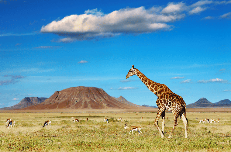 Os melhores safáris refinados na África