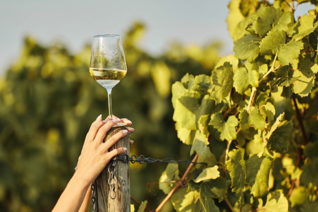 Enoturismo saiba quais são os melhores destinos para amantes de vinho