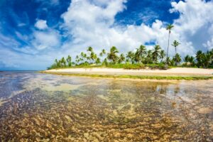 Refúgio Ecológico Praia do Forte-Um Paraíso Sustentável na Bahia