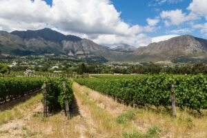 Explorando as Vinícolas da África do Sul