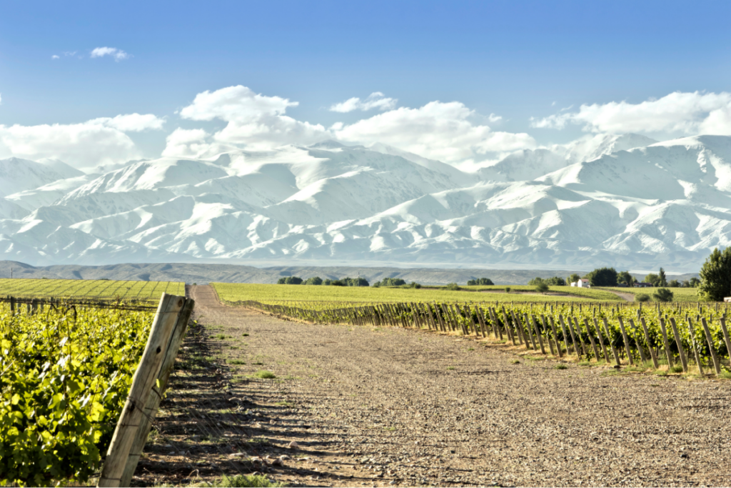 As 3 Regiões Vinícolas de Mendoza: Um Roteiro Inesquecível para os Amantes do Vinho